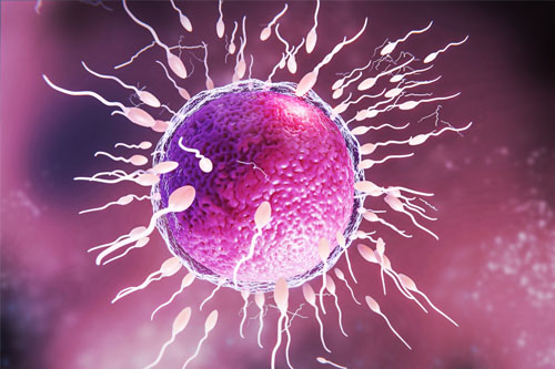 Crescenta Fertility Infertility Treatments 
