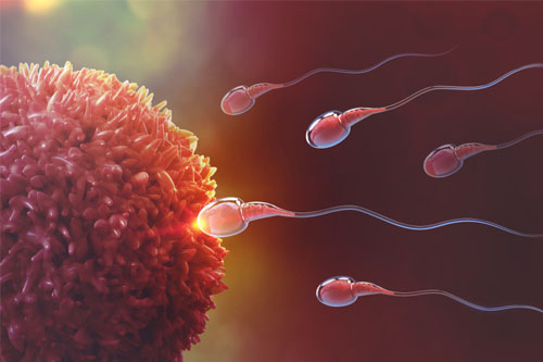 Crescenta Fertility Donor Programme